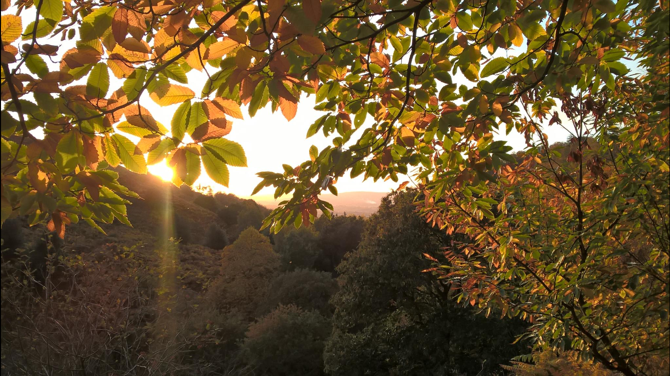 Autumn in Somerset