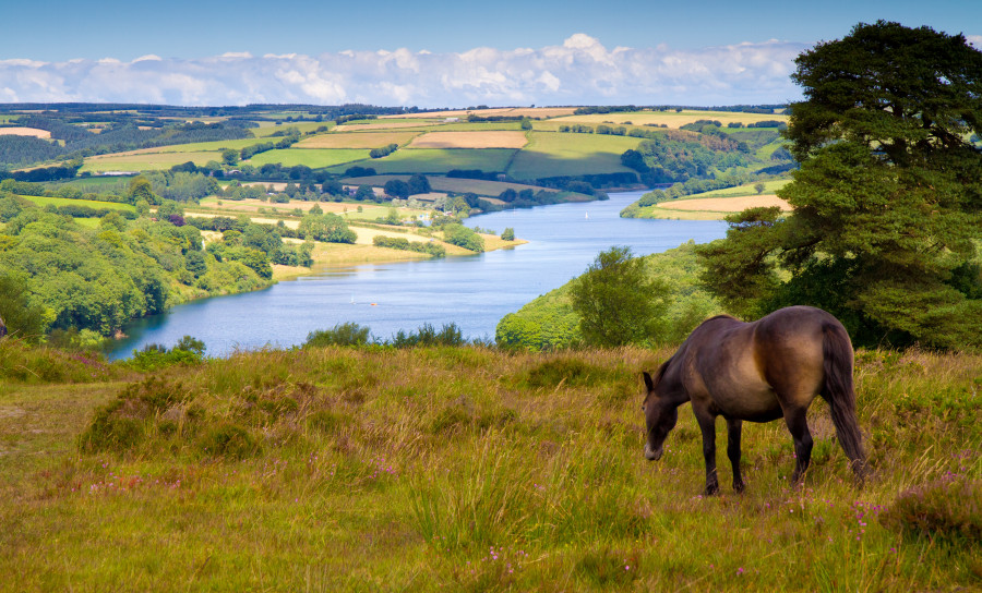 Somerset view with a field and a horse